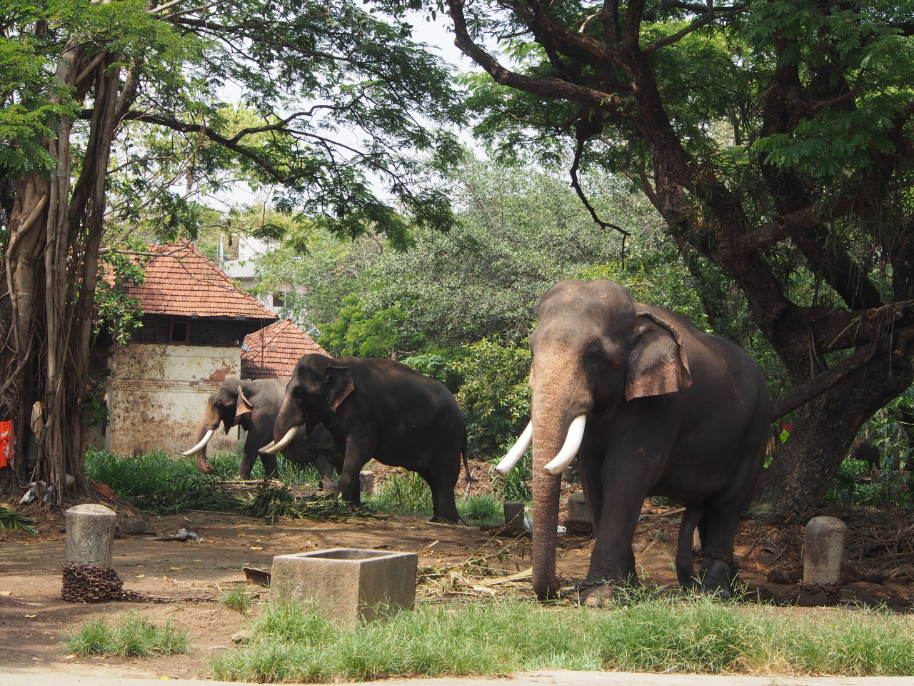 Parc des éléphants de Guruvayoorappan à Guruwajur